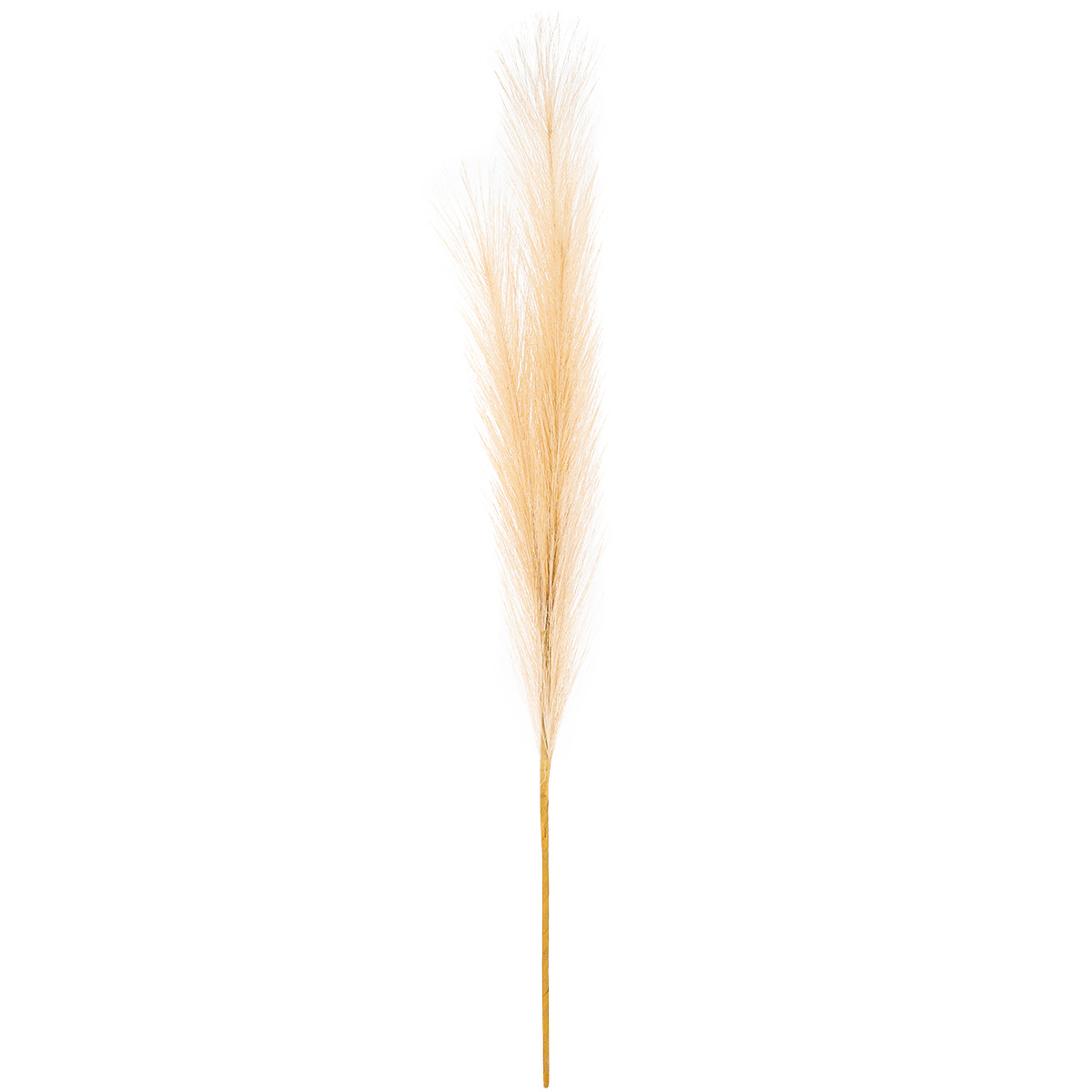 Pampas tráva