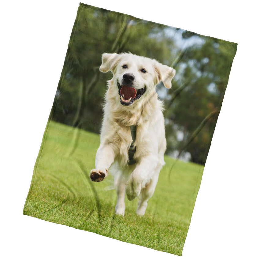 BedTex Deka mikroplyš Pes Zlatý Retrívr